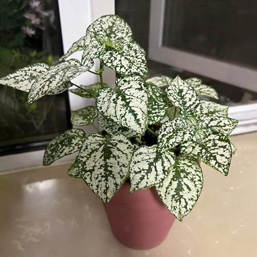 semillas de Fittonia - de oficina decorativas interior variedades antiguas orgánicas verdes productos sostenibles jardineros exóticas interior 200pcs