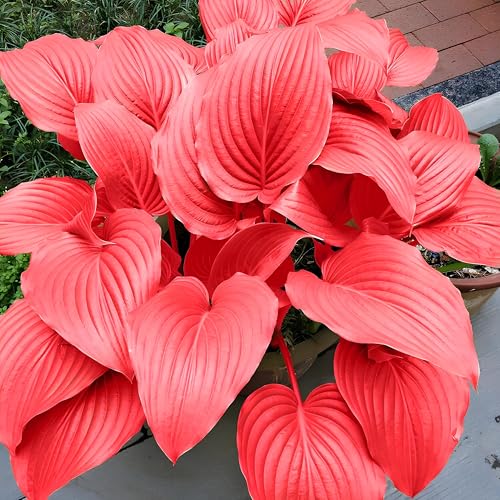 Image of Hosta Seeds For Planting (200 SEEDS) Low Maintenance - Grow Indoor /Outdoor Both - Grow Year Round (RED WONDER)