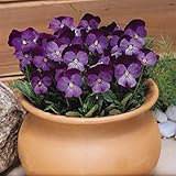 Outsidepride Admiration Viola Pansy Seeds for Planting - 1000 Pcs. Perennial, Cold-Hardy & Pollinator Friendly Flowers with Fragrant Blooms for Garden Beds, Borders & Container Displays