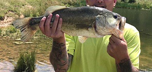 Kit 12 Iscas Artificiais Superfície Frog Sapo Sapinho Rã 5,5cm 12g Pesca Esportiva Traíra Tucunaré D