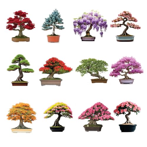 12 Bonsai Tree Seeds Kit - 300+ Seeds - Red Maple Blue Spruce Cherry Blossom Wisteria Black Pine Flame Chinese Elm Purple Lilac Trident Maple Albizia Juibrissin Judas Desert Rose