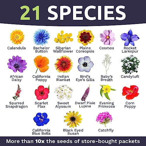 Bulk Wildflower Seeds Annual Quick Blooming Mix - 1/4 Pound Bag - Over 30,000 Open Pollinated Seeds #TOP3