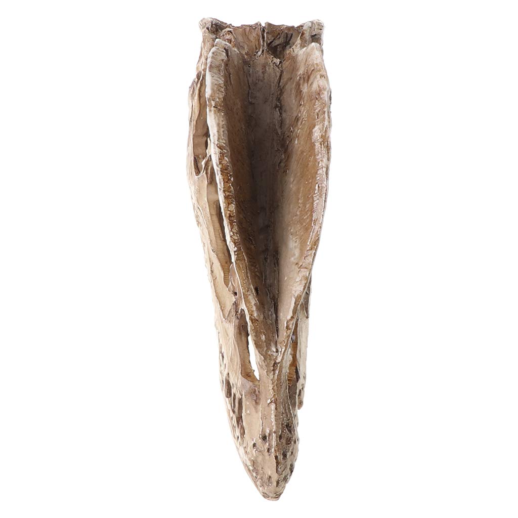 Teschio dinosauro Dilofosauro in resina artigianale