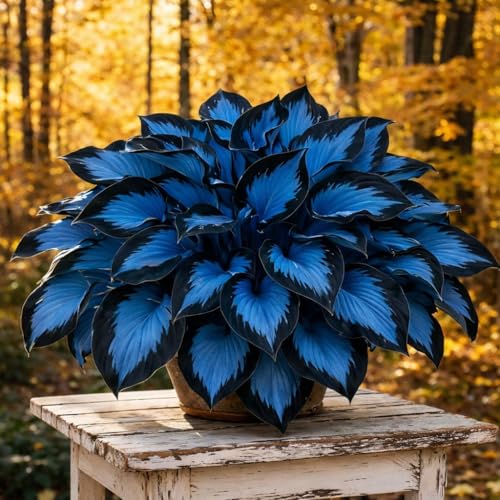 180+ Hosta Flower Seeds - Non-GMO Heirloom Perennial Plants Perfect for Shaded Gardens Borders Pots & Ground Cover Low Maintenance and Long-Lasting Bloom