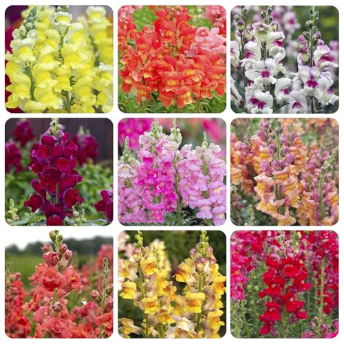 5200+ Mix Snapdragon Flower Seeds for Planting-Beautiful Flowers to Plant in Your Garden Non-GMO Heirloom Seeds-Wonderful Gardening Decorate