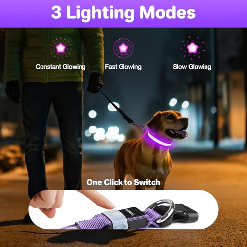 Leuchthalsband Hund Aufladbar, Hundehalsband Leuchtend, LED Halsband für Hunde Leuchtband Einstellbar Wasserdicht mit 3 Lichtmodi Sicherheit Hundehalsband für Kleine Mittlere Große Hunde, Lila-M
