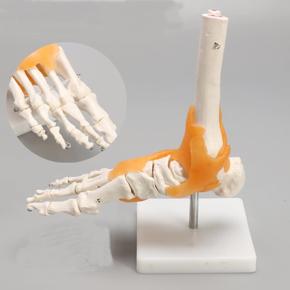 6-częściowy zestaw modeli anatomii stawów człowieka-model szkieletu ramienia, łokcia, nadgarstka, biodra, kolana i stopy naturalnej wielkości