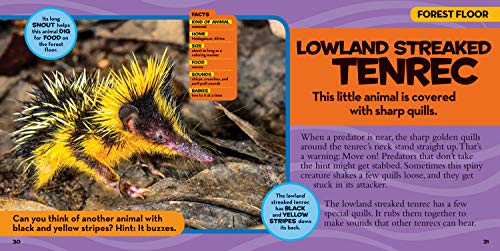 Little Kids First Big Book of The Rainforest