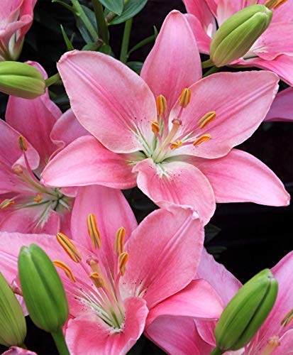 plantogallery Flower Bulbs Pack Special For Your Home Garden Asiatic Lily Pink Set of 3 Bulbs, (LG-PLFB-555) (B09GG6K4TX) Amazon Price History, Amazon Price Tracker