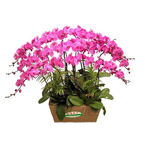 Semi Orchidea Phalaenopsis Aachondra - Confezione Da 100 Semi