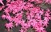 Beni Maiko Japanese Maple 3 - Year Graft