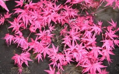 Beni Maiko Japanese Maple 3-Year Graft