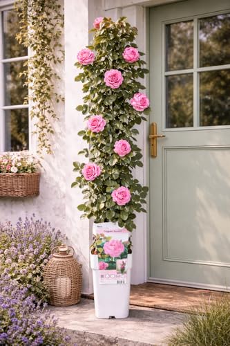 Kletterrose Rosa Crazy in Love Pink 50-70 cm winterhart duftend rosa Edelrose öfterblühend Rankrose für Garten Balkon & Pergola robuste Gartenrose mit üppiger Blüte