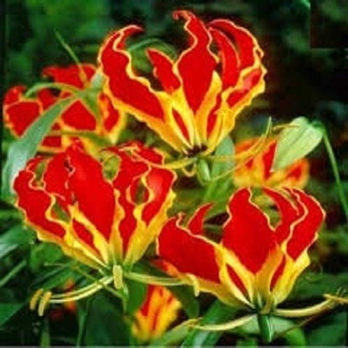 SRUSHTI TRADERS Gloriosa Superba Glory Vine 10 Seeds (B07PQM15RP) Amazon Price History, Amazon Price Tracker