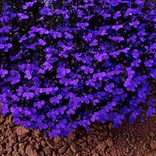 Flowering Plants - Lobelia 'Crystal Palace' - 20 x Full Plant Pack - Lobelia Plants - Bedding Plants Outdoor Garden Ready - Garden Flowers Ready to Plant - Premium Quality Plants