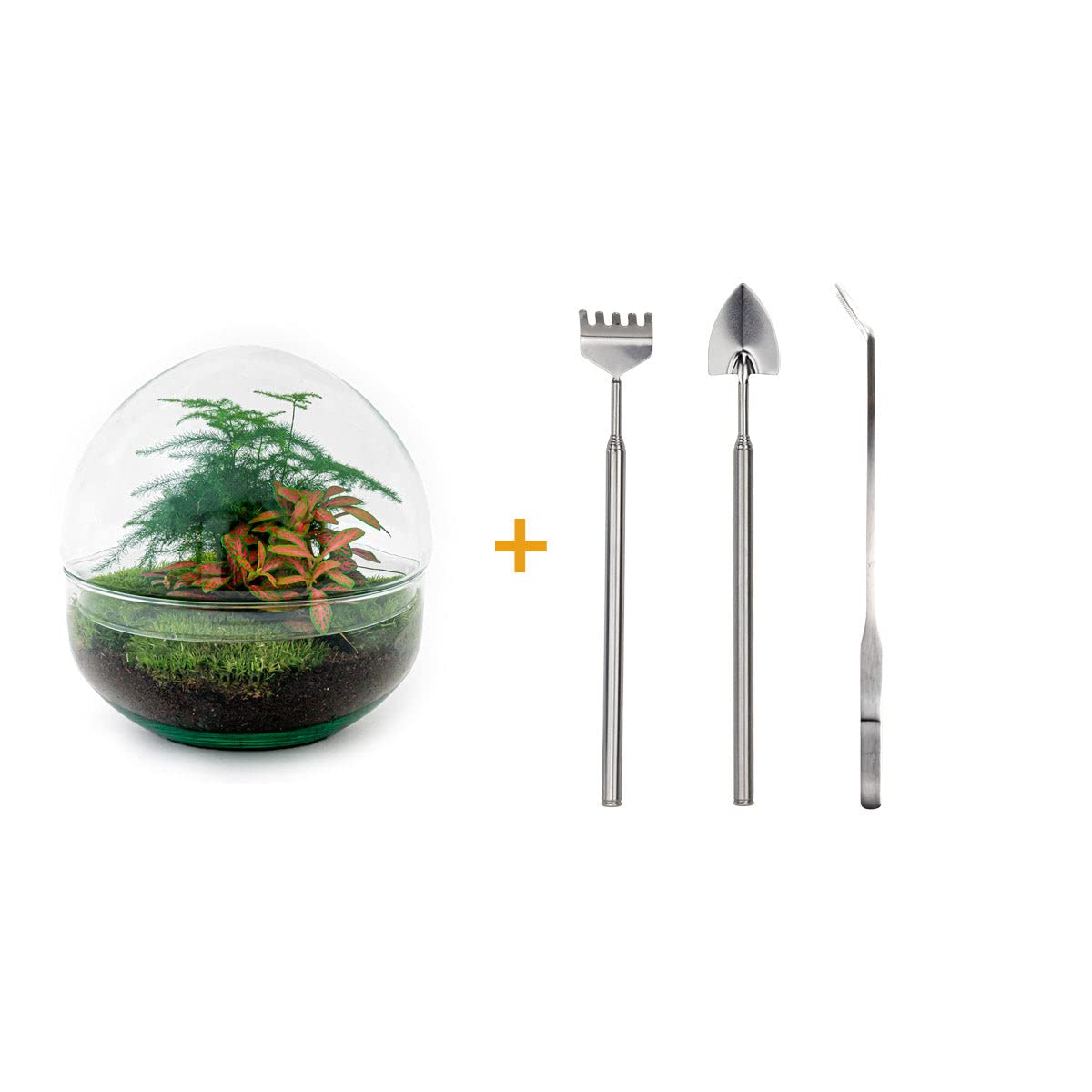 Kit DIY Terrarium • Dôme • Écosystème avec Plantes • ↑ 20 cm