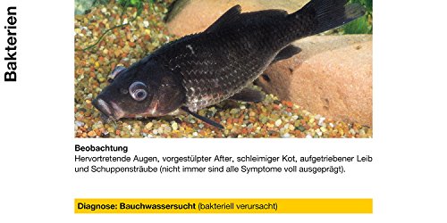 sera pond cyprinopur 250 ml - Arzneimittel gegen häufige Erkrankungen im Teich