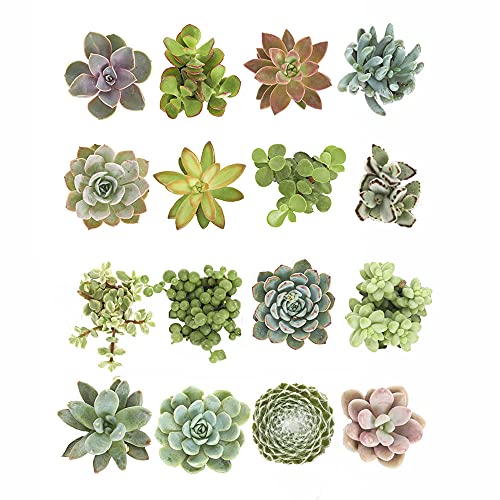 Shop Succulents | Unique Collection | Assortment Of Hand Selected, Fully Rooted Live Indoor Succulent Plants, 16-Pack #TOP3