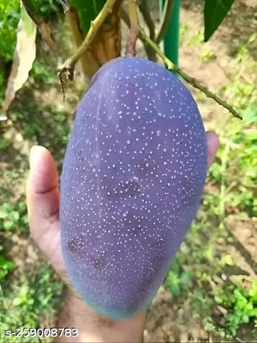 Image of Grafted Live Plant Hybrid ''Black Stone Mango'' Fruit Tree 1 Healthy Frash Most Expensive Variety Mango Live Plant Height 2ft.2.5Ft|| For Home Garden Outdoor & Indoor Plant.