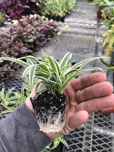 3 Pack Airplane Spider Plant – Live Indoor Houseplant | Air-Purifying, Low Maintenance, Thrives in Home & Office | Live Plants Indoor, Variegated Houseplant