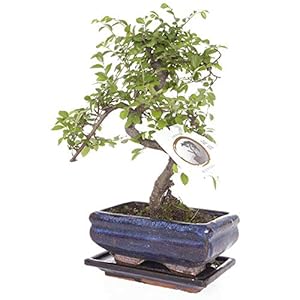 Chinese Elm S Vorm Bonsai 15cm Keramische Pot
