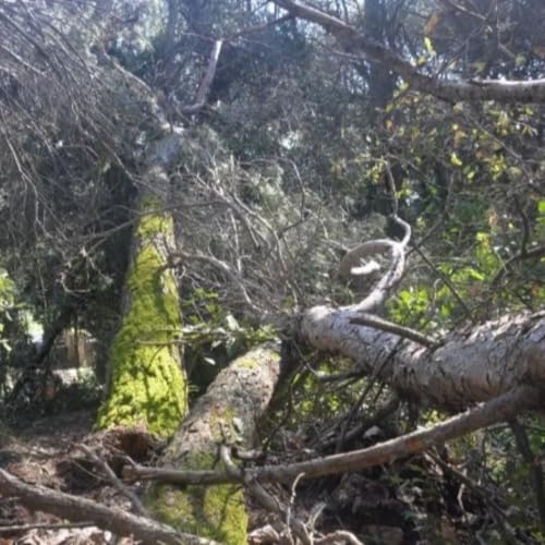 Qu&egrave; fem amb els arbres tombats despr&eacute;s d&rsquo;una ventada?