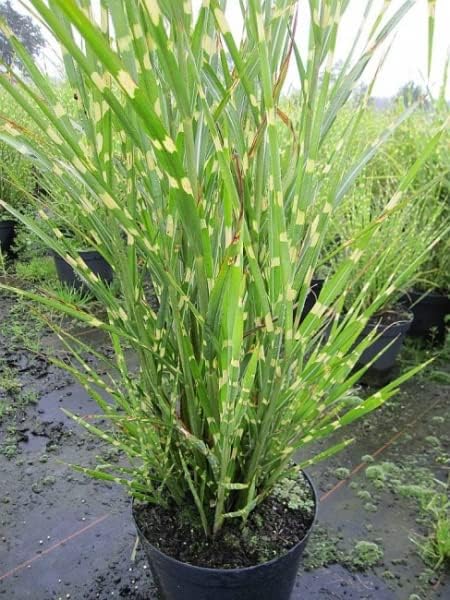 Miscanthus Sinensis Malepartus - China-Schilf