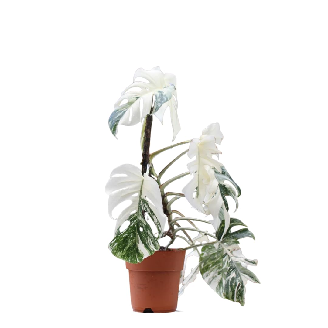 Monstera deliciosa Albo Variegata | Pianta da interno rara, Variegata bianca, Sempreverde rampicante o ricadente, Foglie grandi fenestrate, Luce indiretta