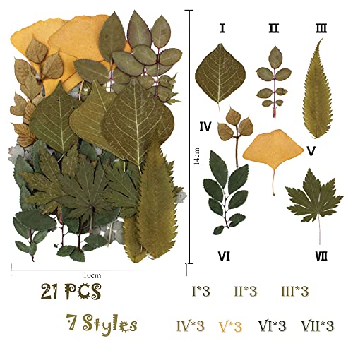 HREDZEO Pressed Dried Flowers Leaves,21 Pcs Dried Pressed Flower Leaves Real Natural Dry Flowers Leaves Real Dried Pressed Greenery Leaves for DIY Resin Mold Jewelry Making Craft Floral Decors - Image 2