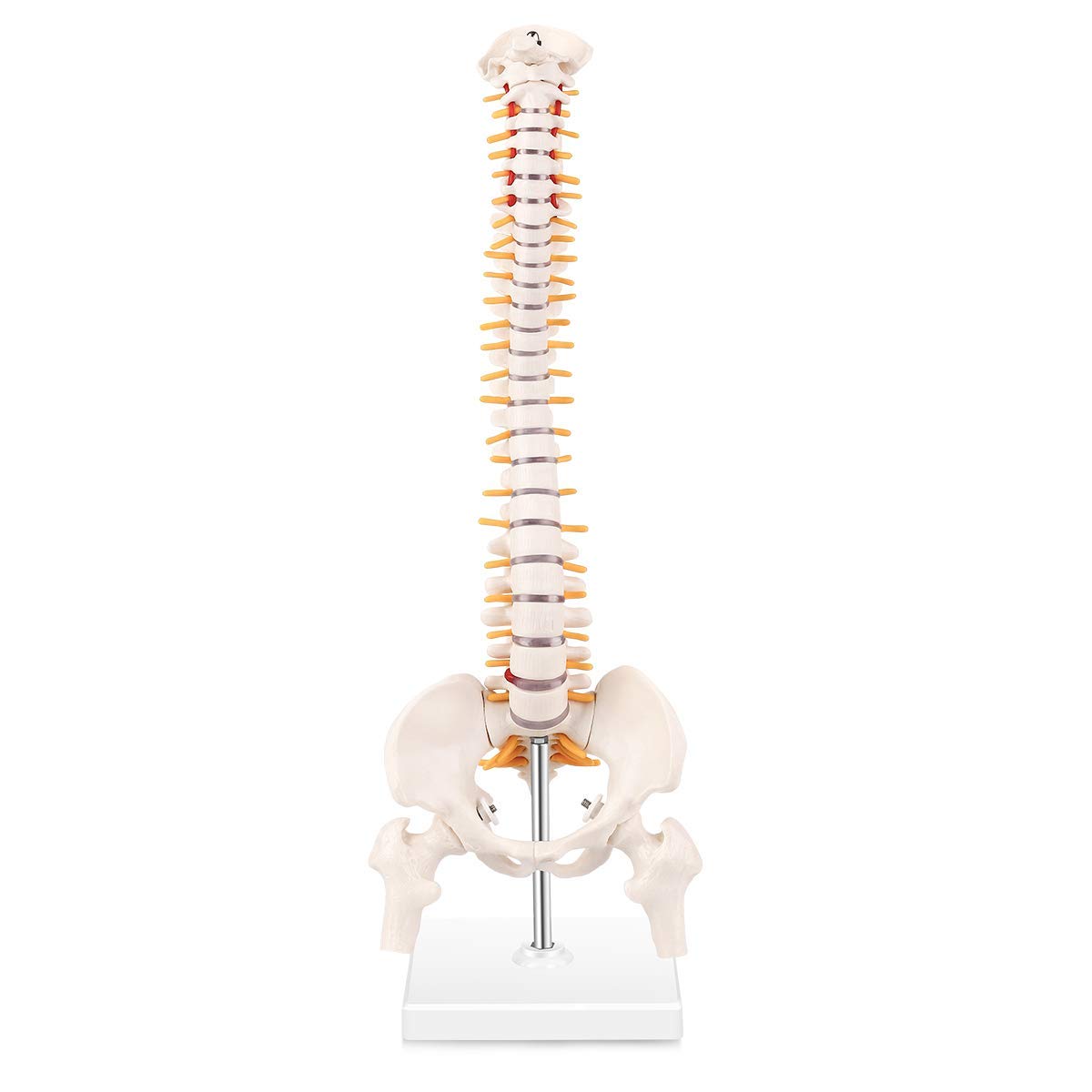 See full amazon price history chart for ScienceFox® ✮ Human Spine Model With Femur Heads & Stand ✮ (96% Anatomical Accuracy) ✮ Premium Quality ScienceFox® ✮ Human Spine Model With Femur Heads & Stand ✮ (96% Anatomical Accuracy) ✮ Premium Quality (B0CFJSJVYL) Amazon Price History, Amazon Price Tracker