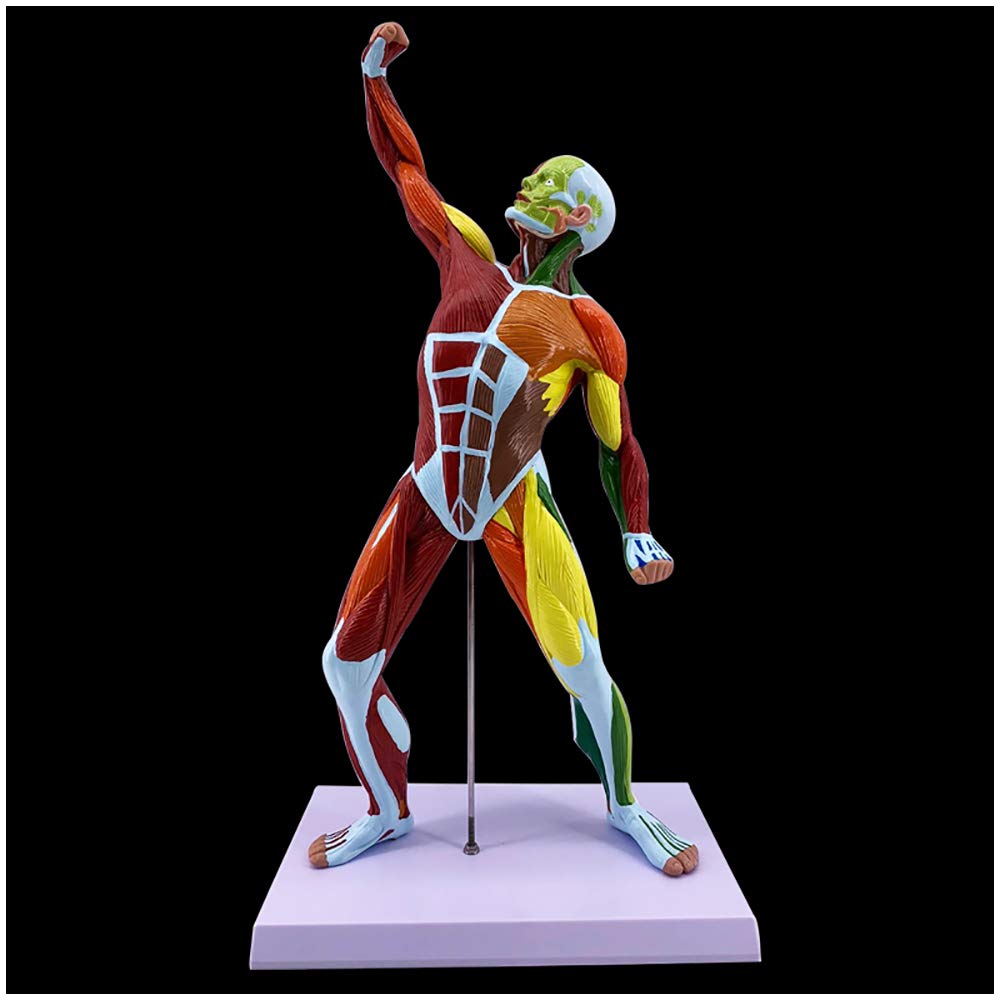 YNIYUJKL 50Cm Human Muscles Anatomy Model - Pvc Material Human Anatomy Figure Mannequin Drawing Figures Displaying Superficial Muscle Anatomy And Structure Of The Body,A