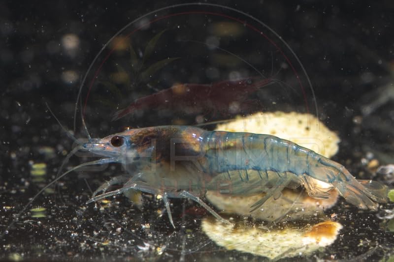 Blue Jelly Neocaridina Shrimp – Live Freshwater Aquarium Shrimp – UK Bred – +20% Extra for DOA – Tracked Next Day Delivery