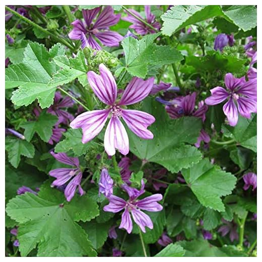 100 Graines Semences - Fleurs grande mauve - Malva Sylvestris - Notice Incluse - 136