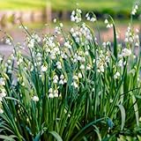 DUTCH BULBS EXCLUSIVE PLANTS FROM HOLLAND