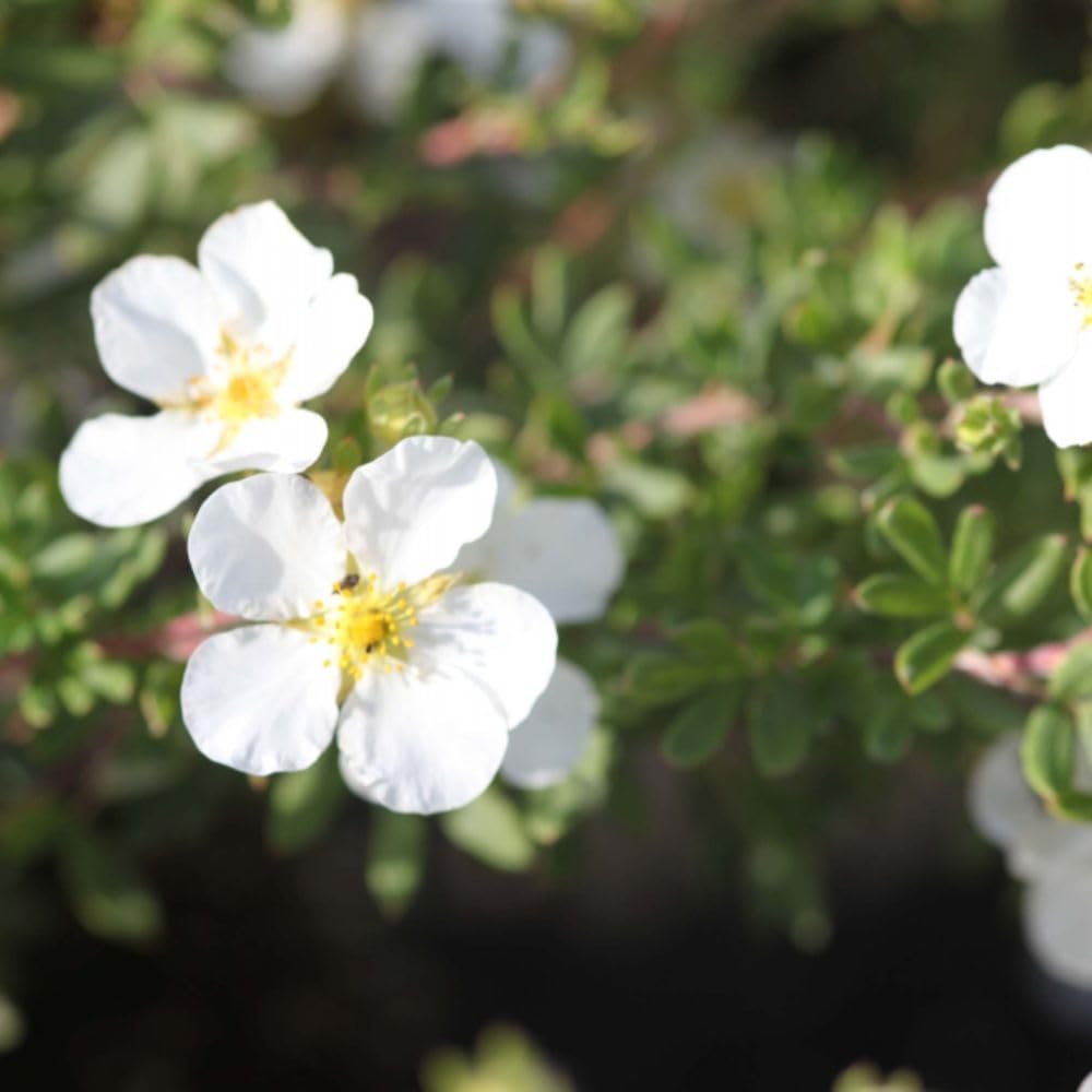 Potentilla fruticosa 'Abbotswood' – Hardy White Shrubby Cinquefoil 9cm Pot x2 Plants by Thompson & Morgan