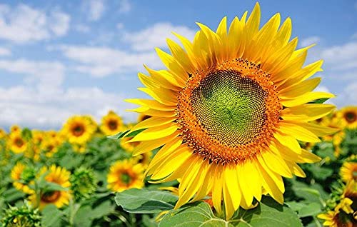See full amazon price history chart for FLARE SEEDS Sunflower Russian Gaint Flower Seeds Pack of 113 Seeds FLARE SEEDS Sunflower Russian Gaint Flower Seeds Pack of 113 Seeds (B09BLD7ZD8) Amazon Price History, Amazon Price Tracker