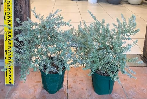  EGXgMA X[L[zCg 2Zbg