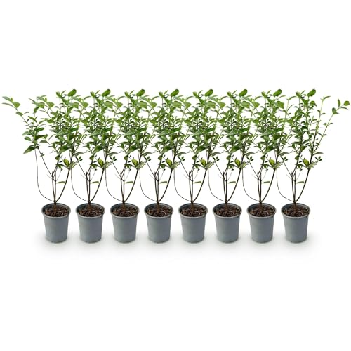 GreenboutiQ - Plantes de haie - Ligustrum ovalifolium - feuillage vert - 8 plantes - 1 mètre linéaire - persistant - pot 9cm hauteur 35-40cm
