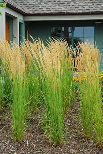Feather Reed Grass Karl Foerster | 10 Live Plants | Calamagrostis X Acutiflora | Drought Tolerant Cold Hardy Low Maintenance Ornamental Grass #TOP5