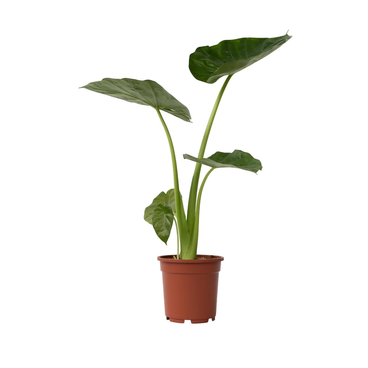 Plant in a Box - Alocasia macrorrhiza - Elefantenohr - Pfeilblatt -  Zimmerpflanze - Grne Zimmerpflanzen - Topf 17cm - Hhe 60-70cm :  Amazon.de: Garten