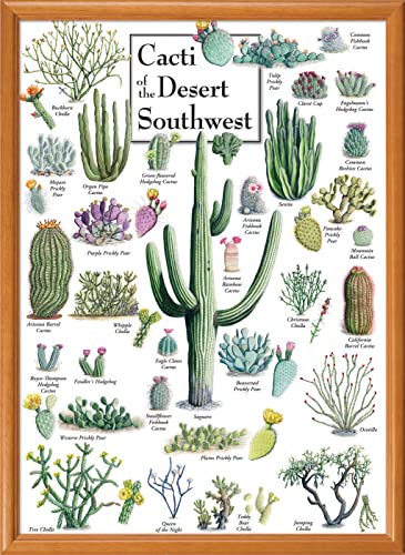 MasterPieces 1000 Piece Jigsaw Puzzle for Adults, Family, Or Youth - Cacti of The Desert Southwest - 19.25"x26.75" - Thumbnail 5