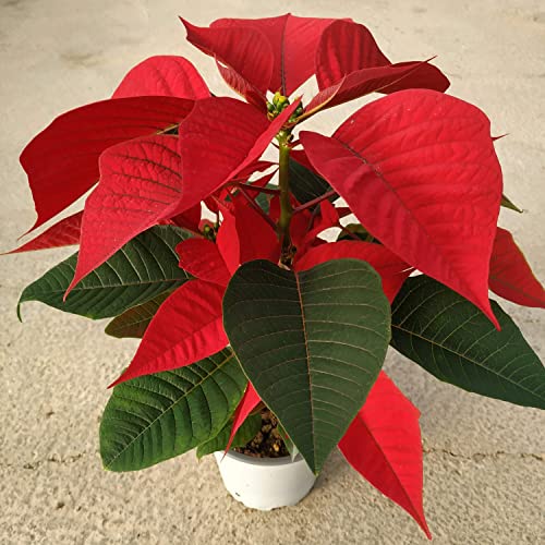 Planta de Navidad Poinsettia Flor Color Rojo Flor de Pascua Natural
