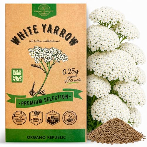 White Yarrow Seeds Pack 0.25 G - Over 2000 Non-GMO Heirloom Yarrow Seeds for Planting Herbs in Individual Seed Packet Herbs Seeds for Planting Home Garden Indoor & Outdoor Gardening