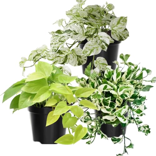 3 Mixed Pothos Plants in 4" Pot, 3-6" Tall Plant,