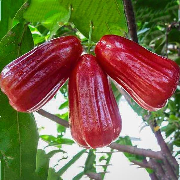 See full amazon price history chart for Jamrul plant all time thailand || 1 high yield live rare exotic fruit plant Jamrul plant all time thailand || 1 high yield live rare exotic fruit plant (B0D45MBR67) Amazon Price History, Amazon Price Tracker