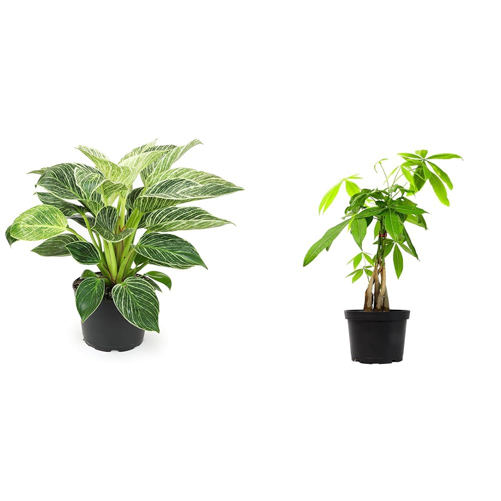 plant cytisus Burkwoodii Scotch Broom – Plant Detectives main image 1