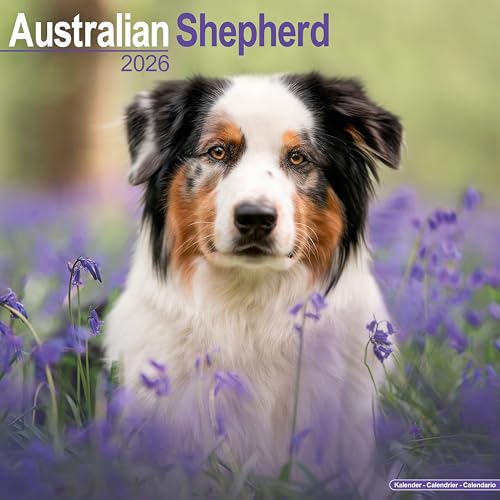  Australian Shepherd 2026 Calendar  Square Wall Calendar  Dog Breed Gift  Plastic Free Packaging  by Avonside Publishing