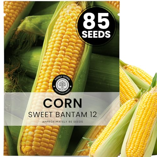 Corn Sweet Bantam 12 – 85 Premium Seeds for Planting – Classic Heirloom Sweet Corn Variety for...