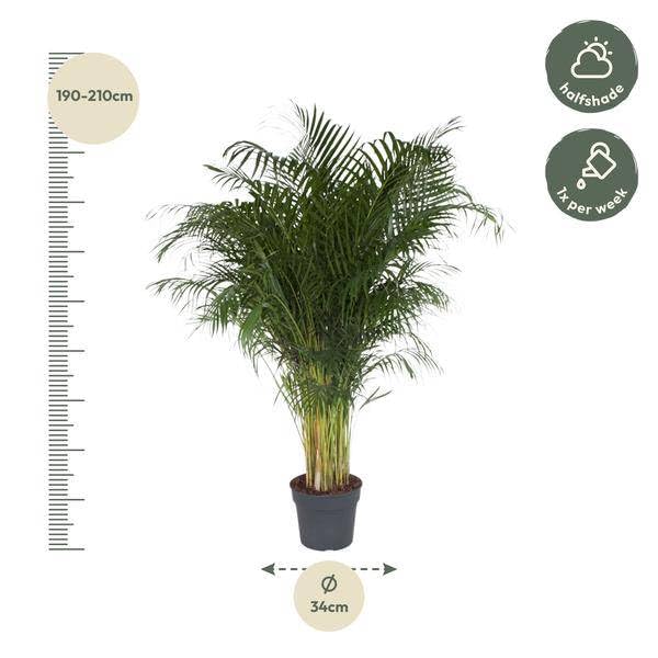 Dypsis Lutescens - 200 cm - Ø 34