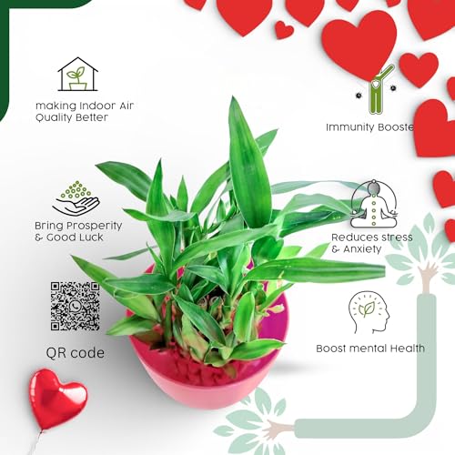 Image of Lucky Bamboo Live Indoor Plant - with Premium Glass /Acrylic Vase and White Rive | Low Maintenance Feng Shui & Vastu Good Luck Plant for Home and Office Decor (Valentine Day)